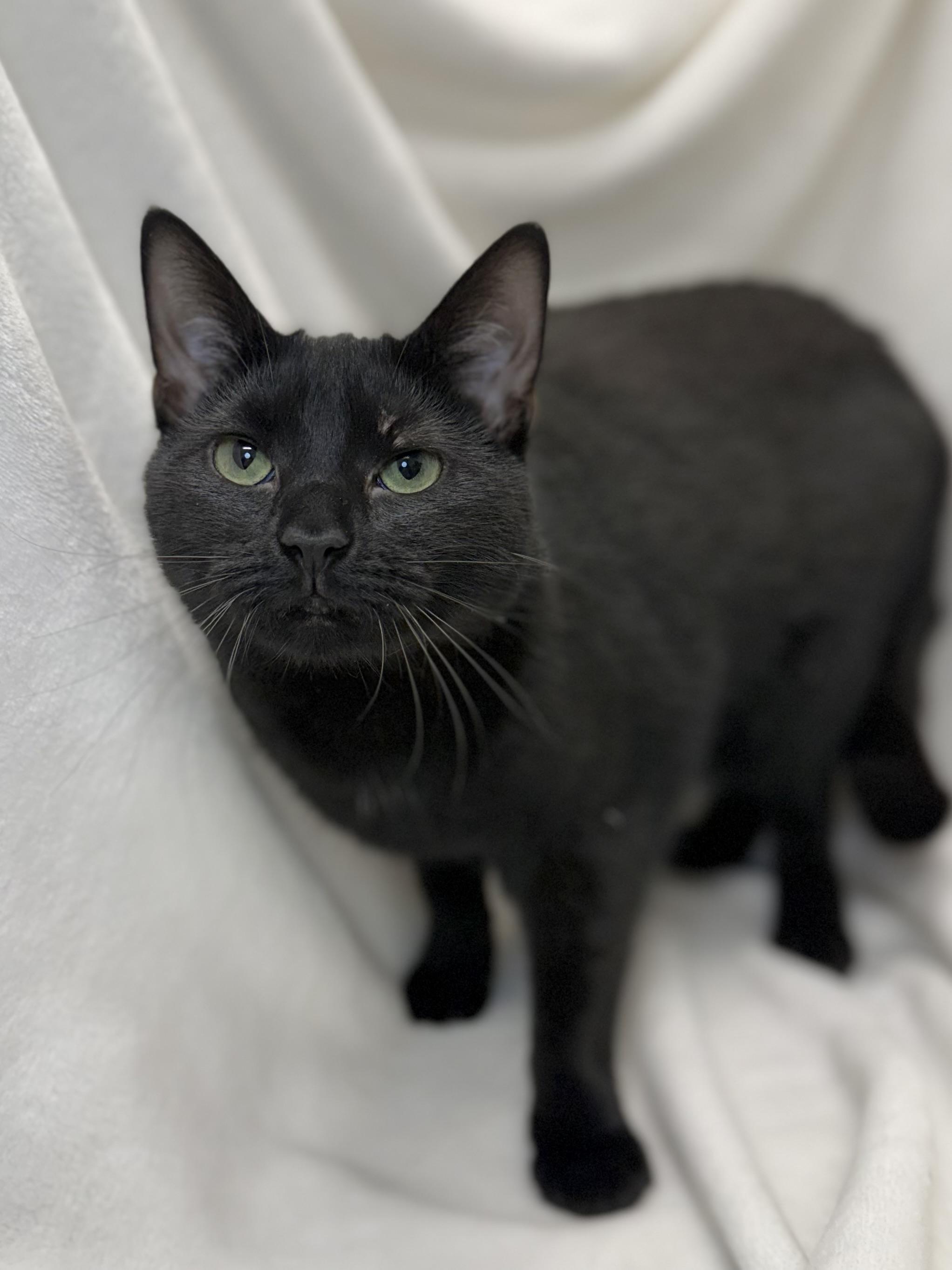 Enlarge Sailor, a Adoptable Domestic Short Hair in Greensboro, NC image 2/5