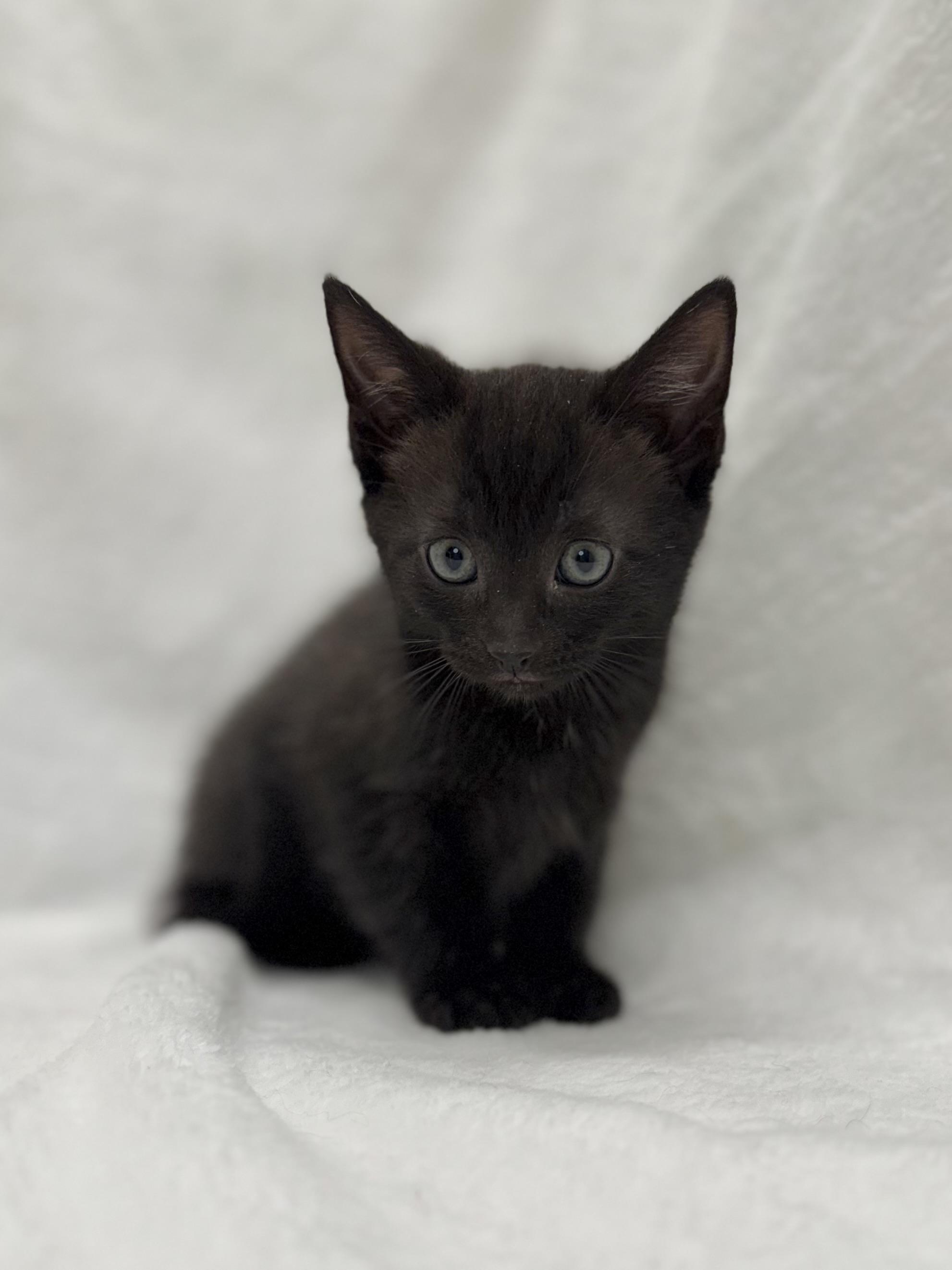 Enlarge Sailor, a Adoptable Domestic Short Hair in Greensboro, NC image 4/5