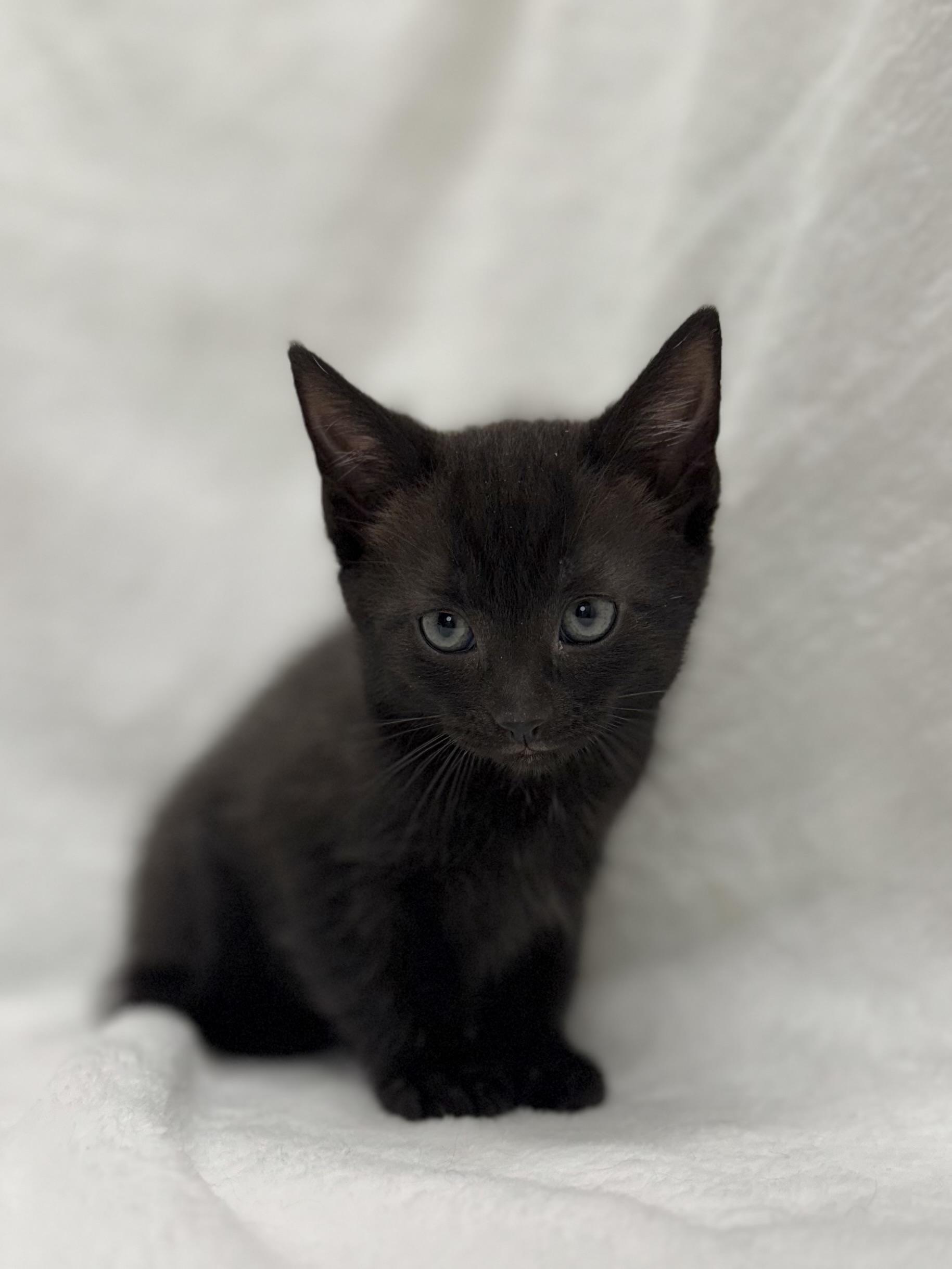 Enlarge Sailor, a Adoptable Domestic Short Hair in Greensboro, NC image 5/5