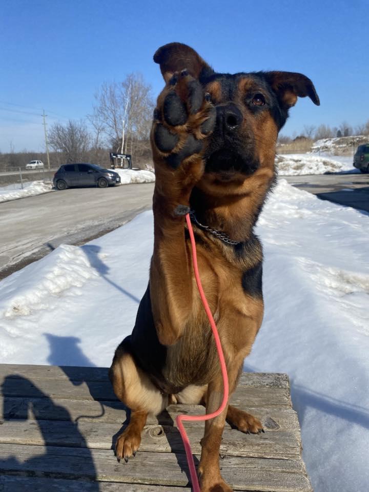Trixie, a ADOPTABLE mixed breed in Port Perry, ON image 2/3