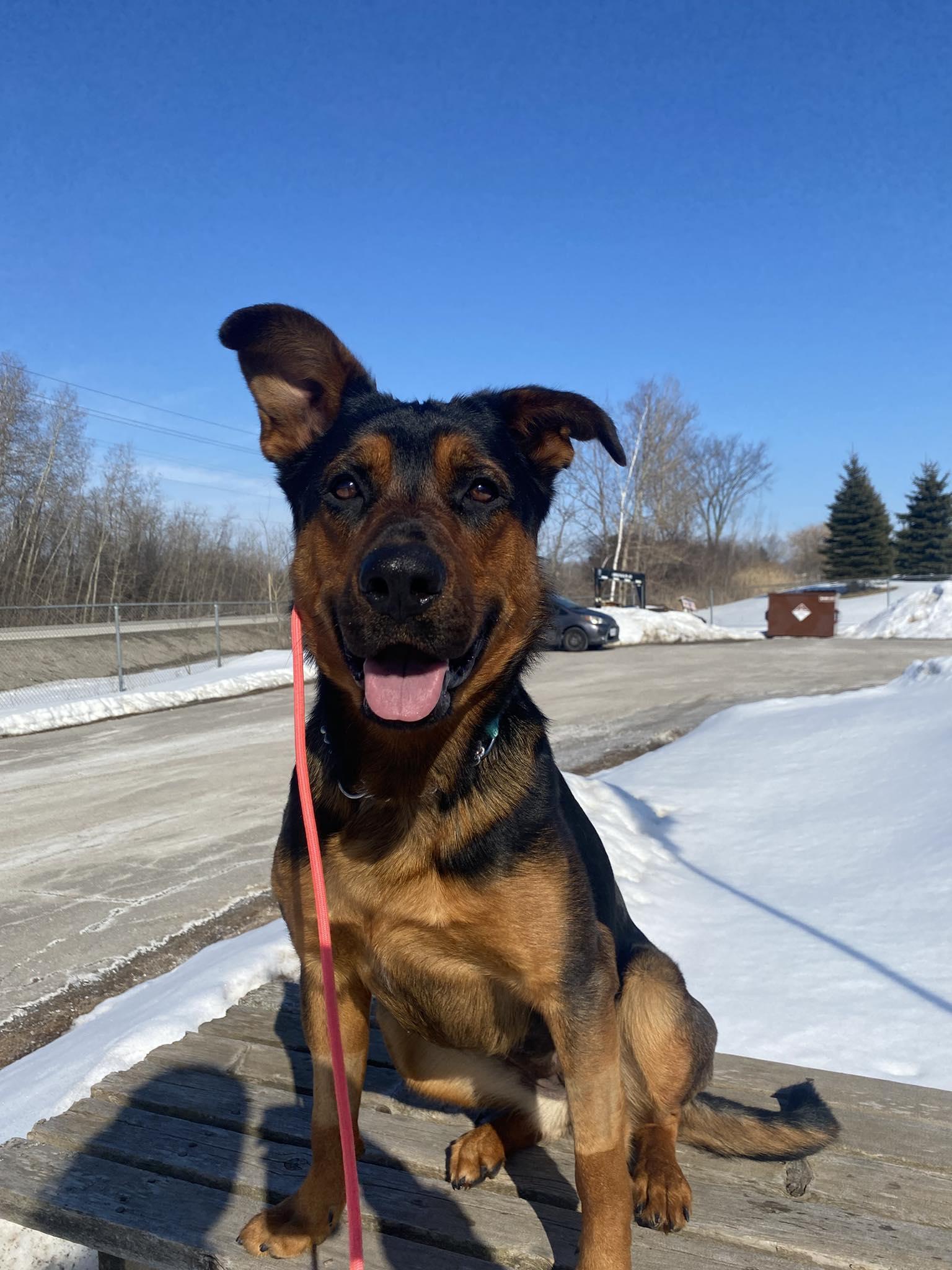 Trixie, ADOPTABLE, Young Female German Shepherd Dog.