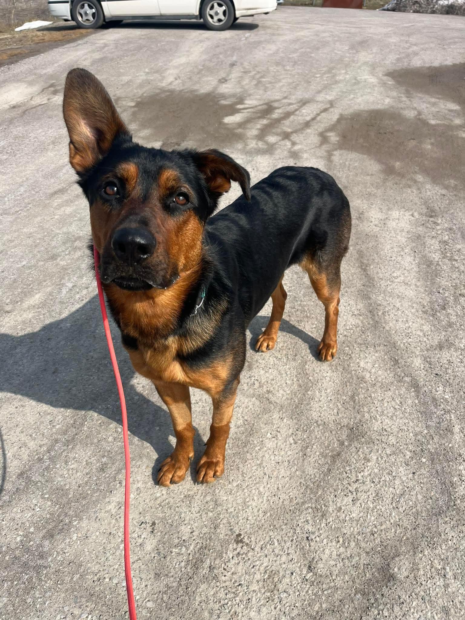 Trixie, a ADOPTABLE mixed breed in Port Perry, ON image 3/3