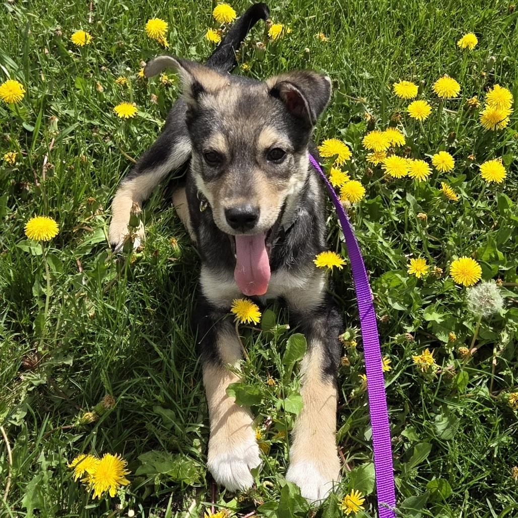 Speck, Adoptable, Puppy Female Mixed Breed.