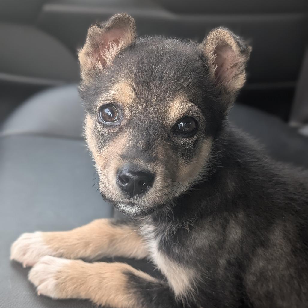 Enlarge Speck, a Adoptable Mixed Breed in Saskatoon, SK image 2/6