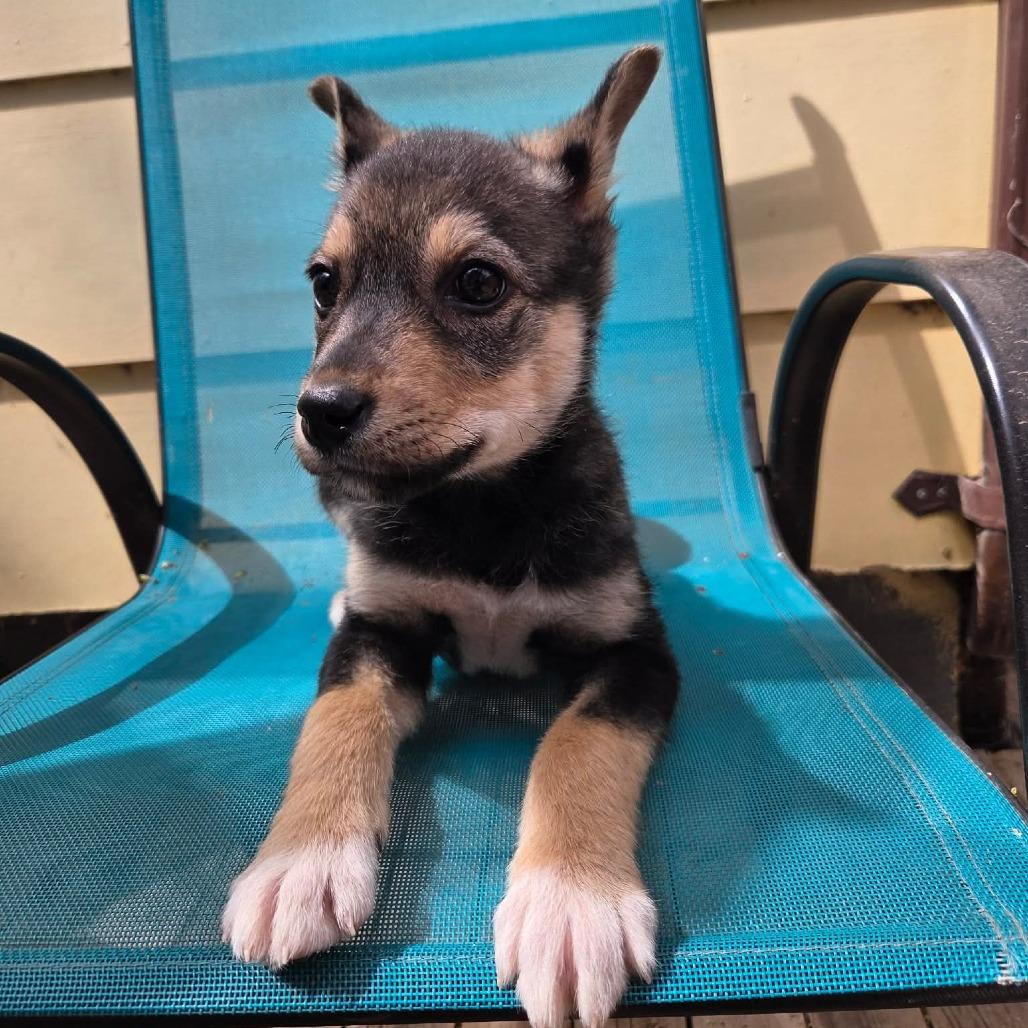 Enlarge Speck, a Adoptable Mixed Breed in Saskatoon, SK image 4/6