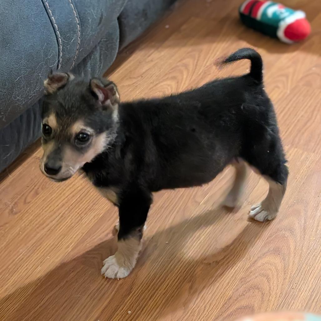 Enlarge Speck, a Adoptable Mixed Breed in Saskatoon, SK image 5/6