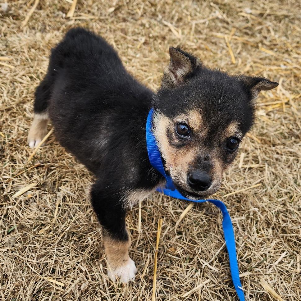 Enlarge Speck, a Adoptable Mixed Breed in Saskatoon, SK image 6/6