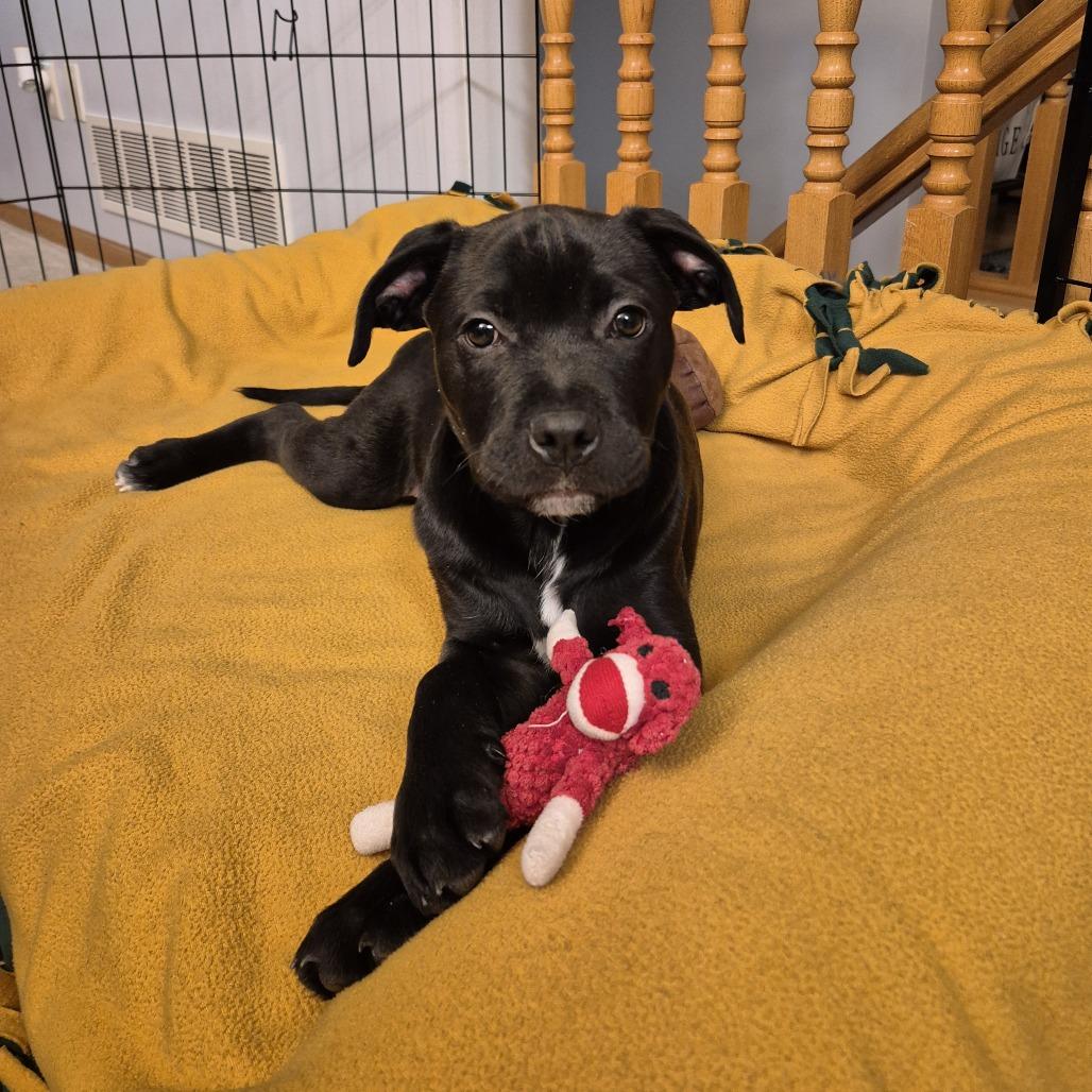 Enlarge Mike D66920, a Adoptable Mixed Breed in Minnetonka, MN image 1/6