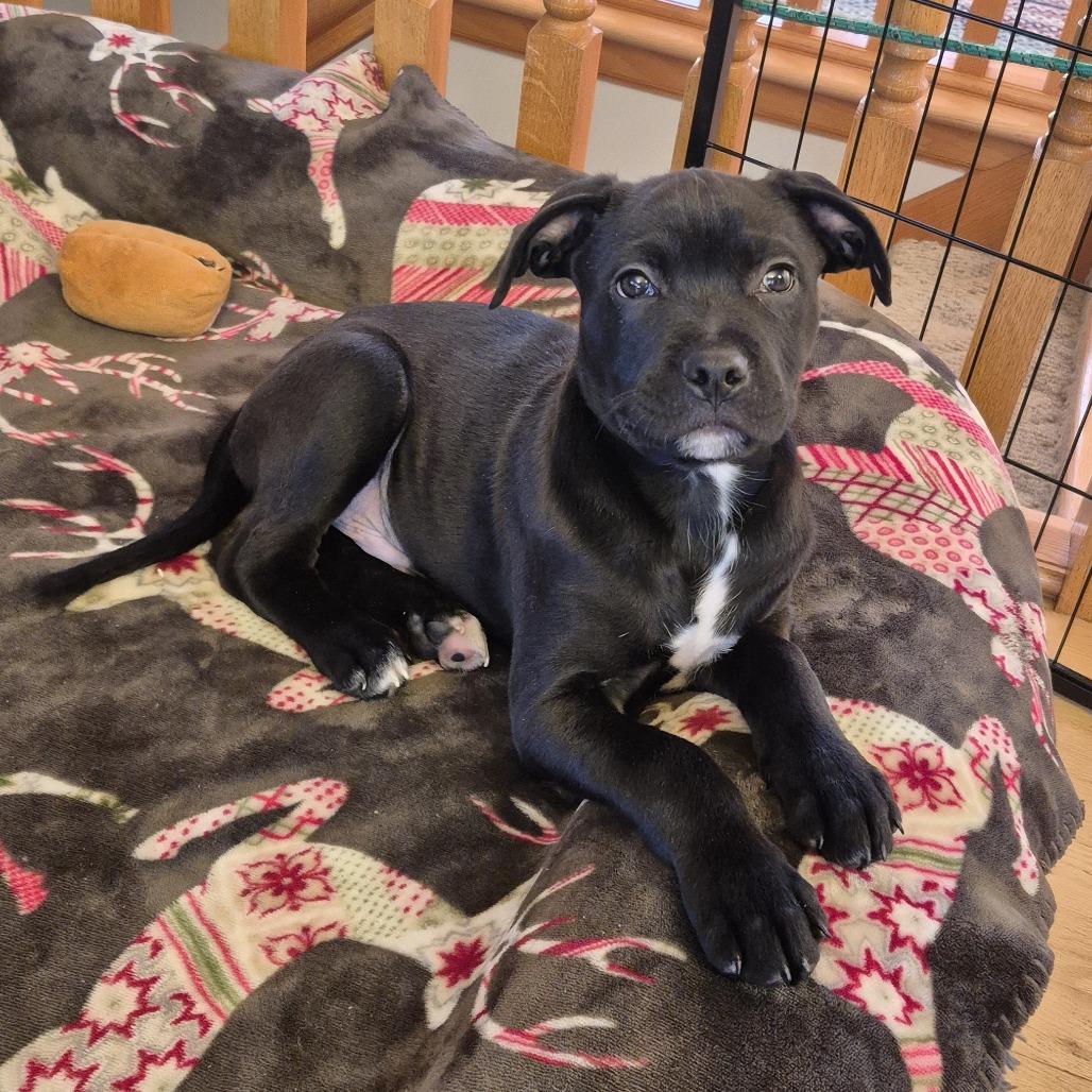 Enlarge Mike D66920, a Adoptable Mixed Breed in Minnetonka, MN image 2/6