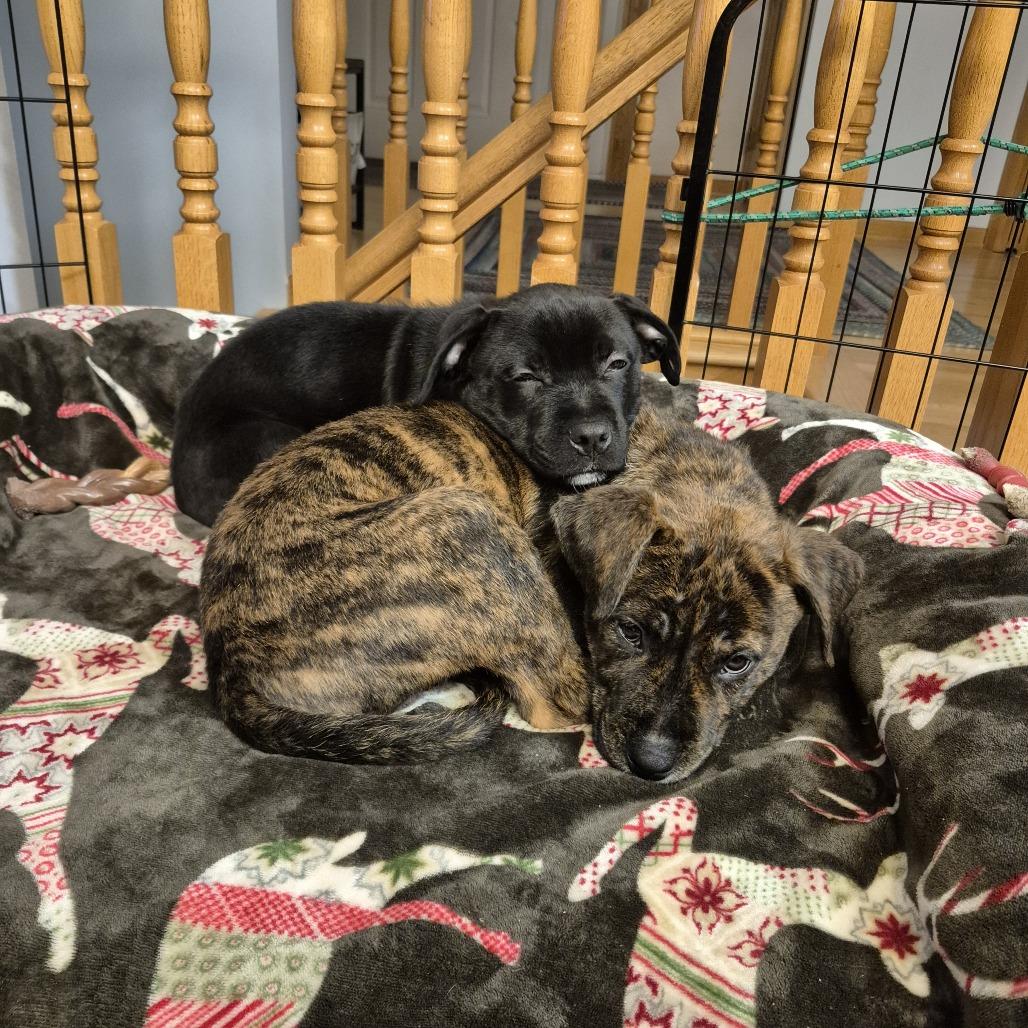 Enlarge Mike D66920, a Adoptable Mixed Breed in Minnetonka, MN image 3/6