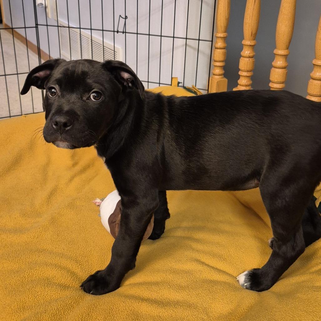 Enlarge Mike D66920, a Adoptable Mixed Breed in Minnetonka, MN image 5/6