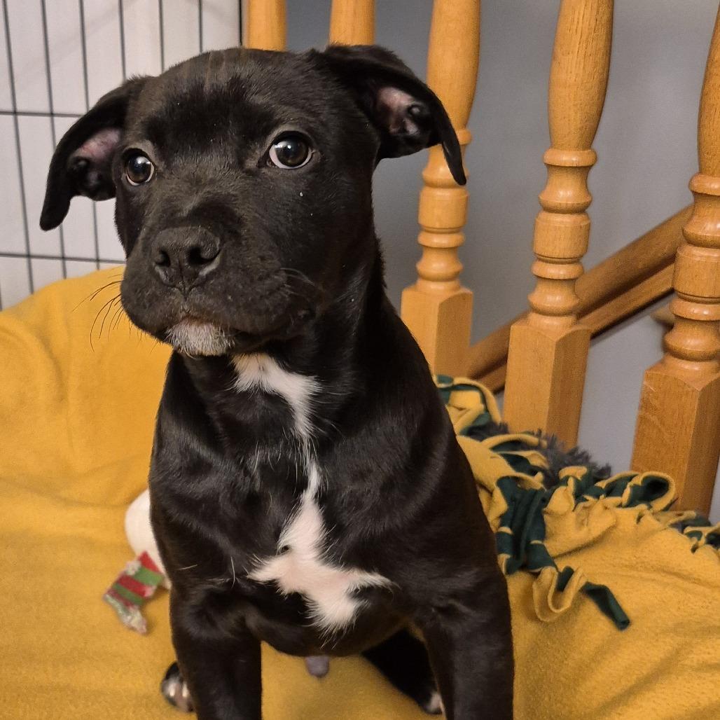 Enlarge Mike D66920, a Adoptable Mixed Breed in Minnetonka, MN image 6/6