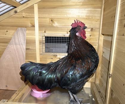 Zaxby, Adoptable, Adult Male Chicken & Chicken.