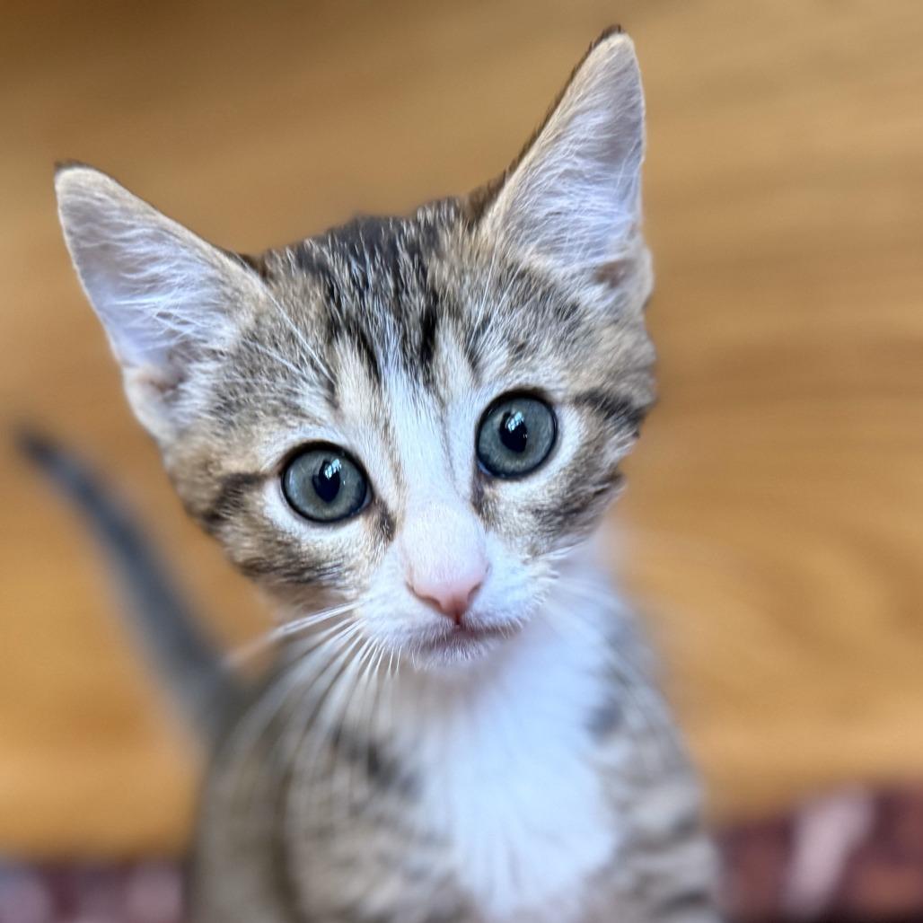 N-Eddie, Adoptable, Young Male Domestic Medium Hair.