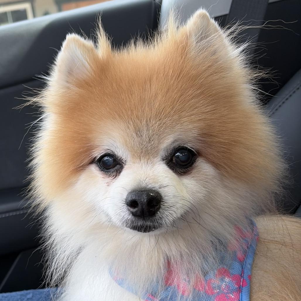 Tuffy, Adoptable, Senior Male Pomeranian.