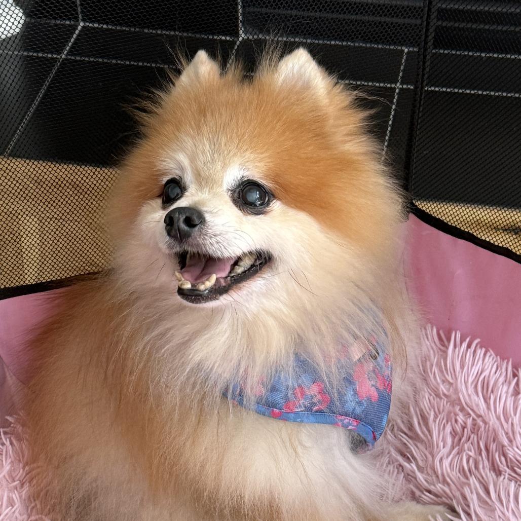 Enlarge Tuffy, a Adoptable Pomeranian in Corvallis, OR image 2/6
