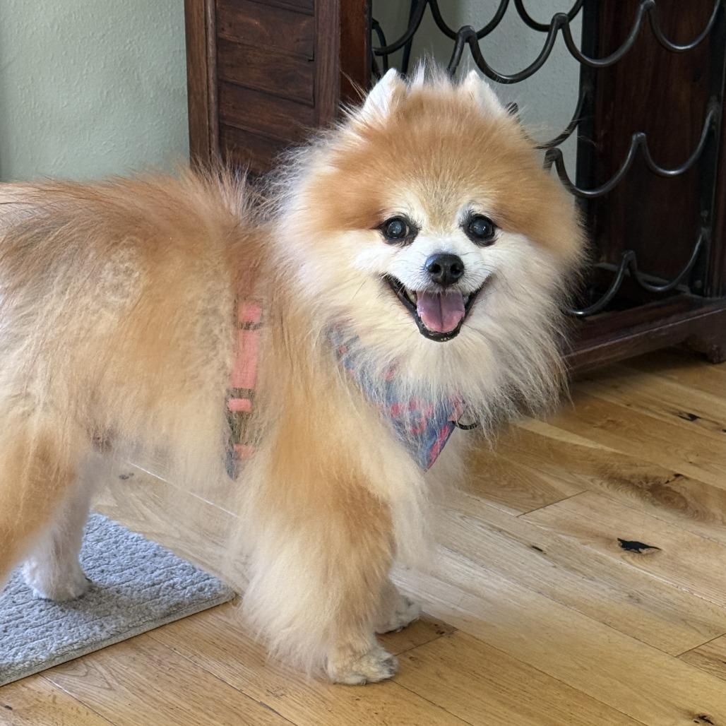 Enlarge Tuffy, a Adoptable Pomeranian in Corvallis, OR image 3/6