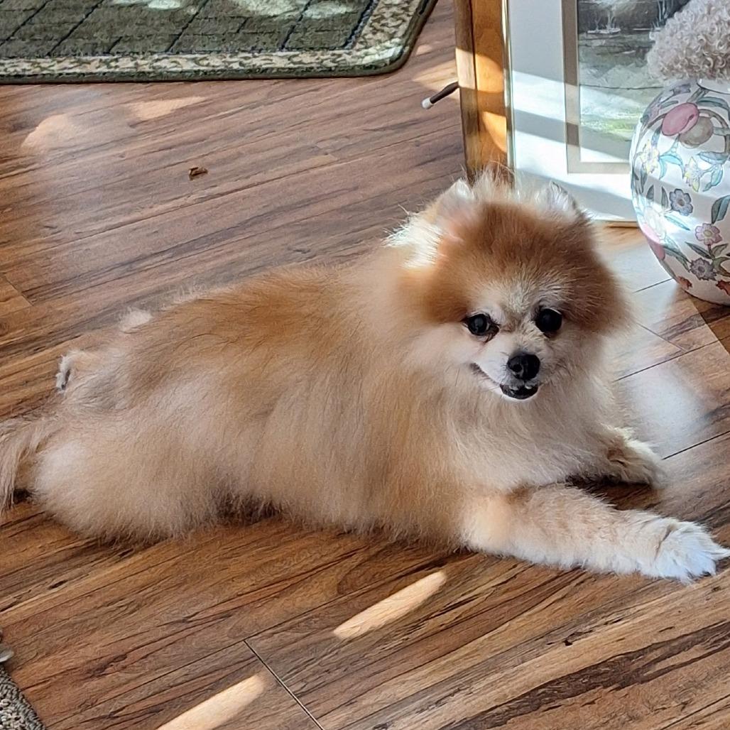 Enlarge Tuffy, a Adoptable Pomeranian in Corvallis, OR image 4/6