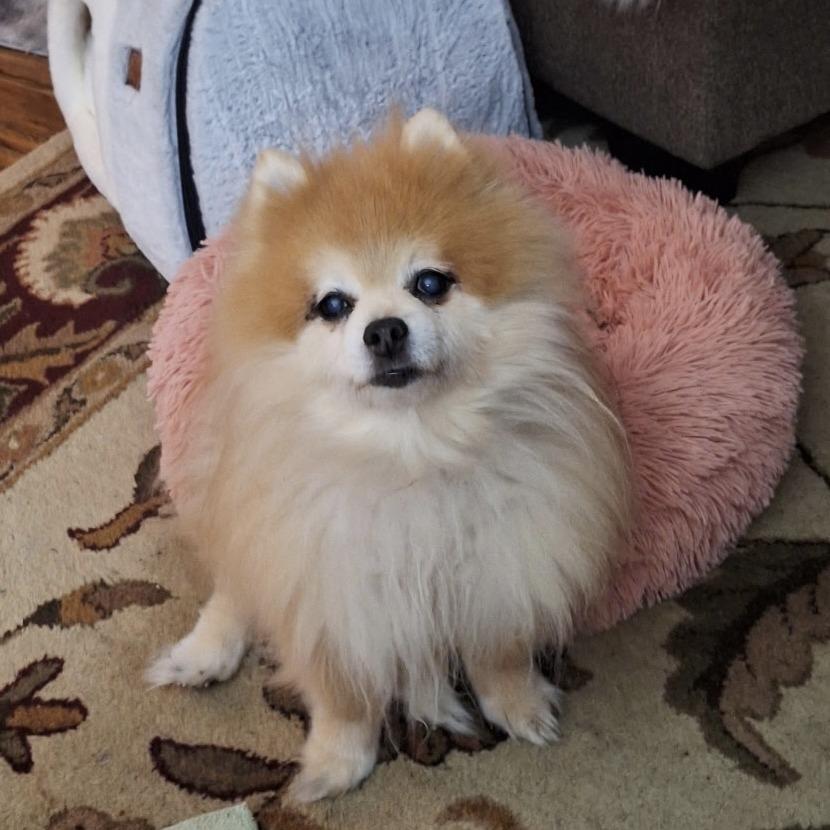 Enlarge Tuffy, a Adoptable Pomeranian in Corvallis, OR image 5/6