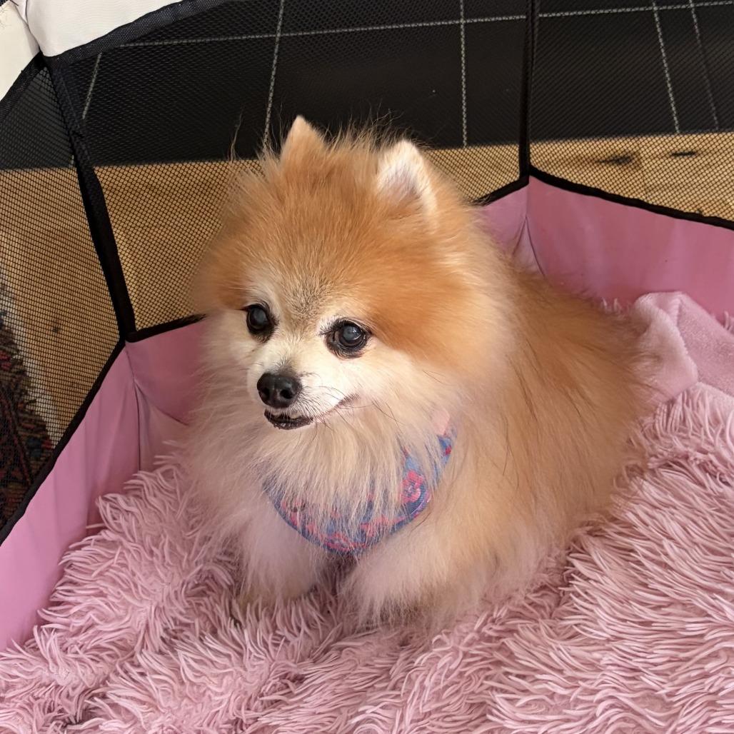 Enlarge Tuffy, a Adoptable Pomeranian in Corvallis, OR image 6/6