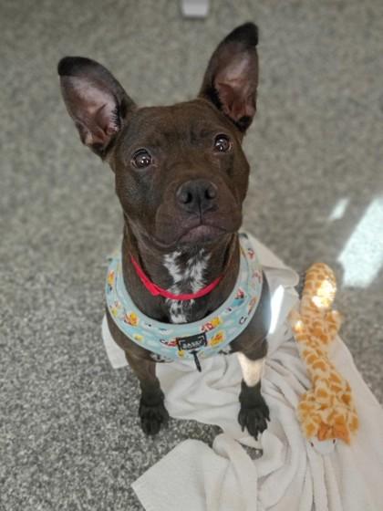 Enlarge Peppermint Mocha, a Adoptable mixed breed in Westland, MI image 1/2