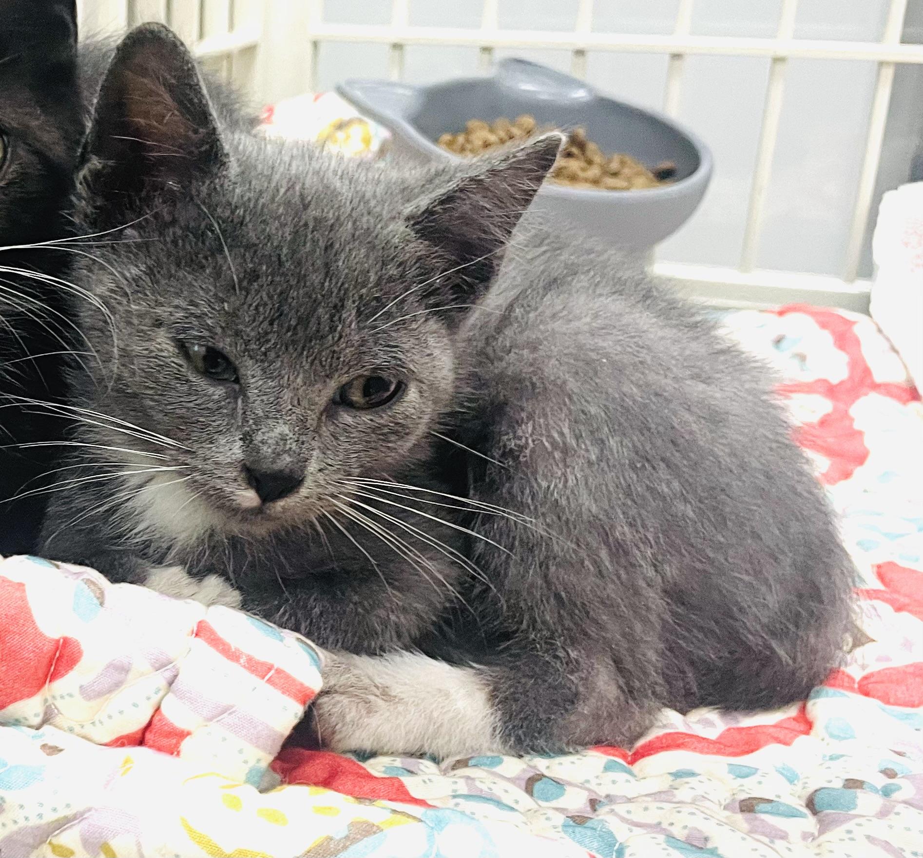 Little Miss Earl Gray, an adopted mixed breed in Seabrook, TX image 2/5