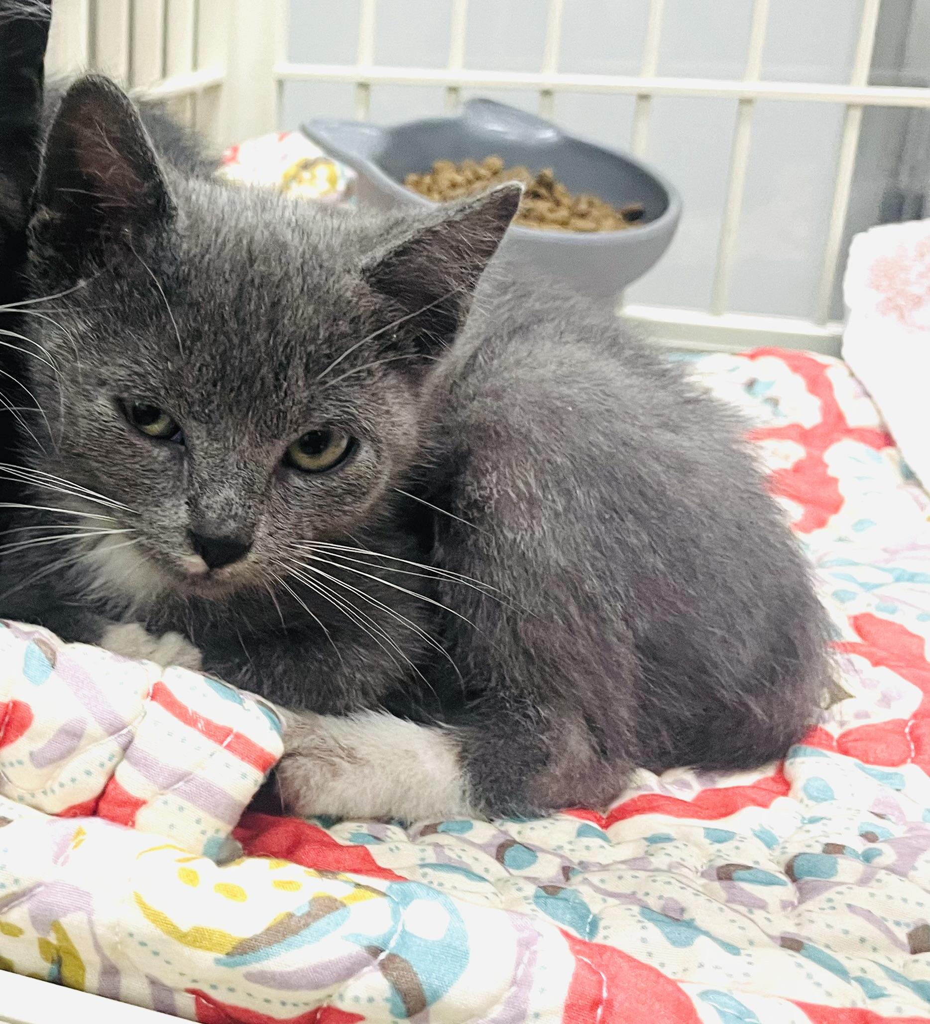 Little Miss Earl Gray, an adopted mixed breed in Seabrook, TX image 1/5