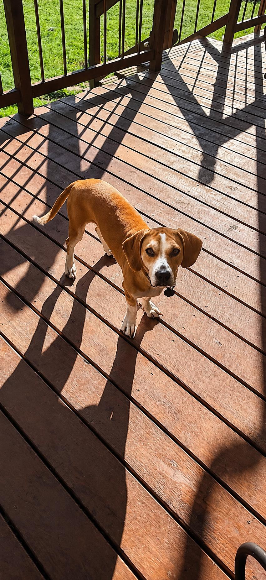 Izzy, a Adopted mixed breed in Euless, TX image 2/3