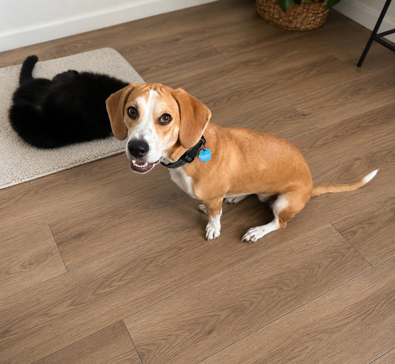 Izzy, a Adopted mixed breed in Euless, TX image 3/3
