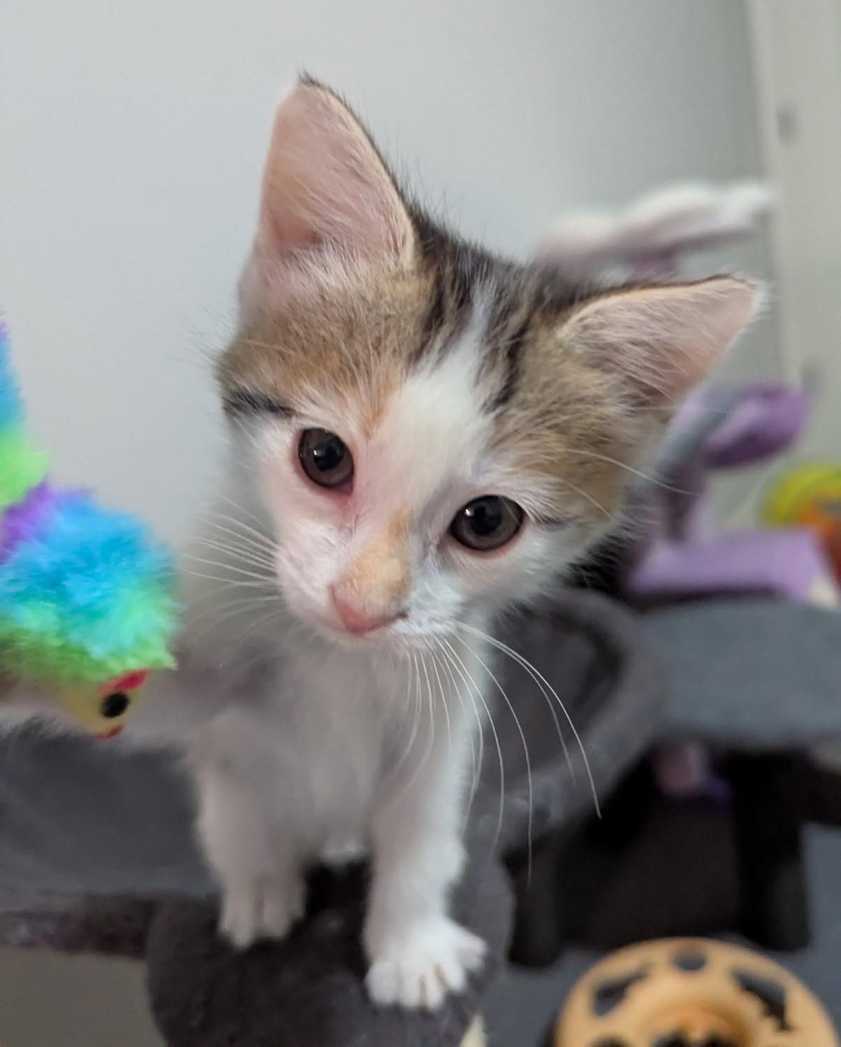 Tallie, Baby Female Tabby