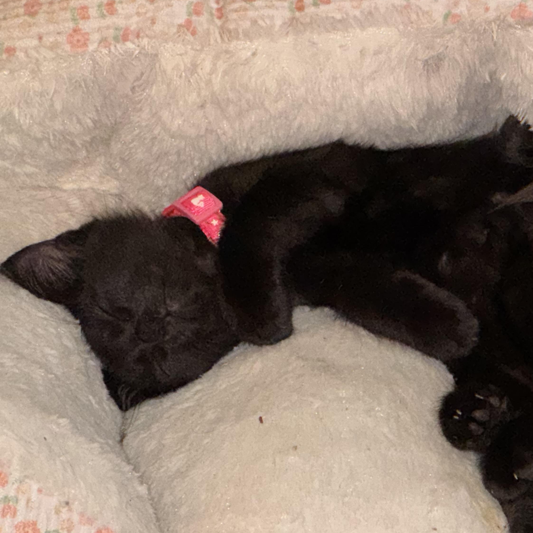 Enlarge Binx, an adopted mixed breed in Houston, TX image 1/6