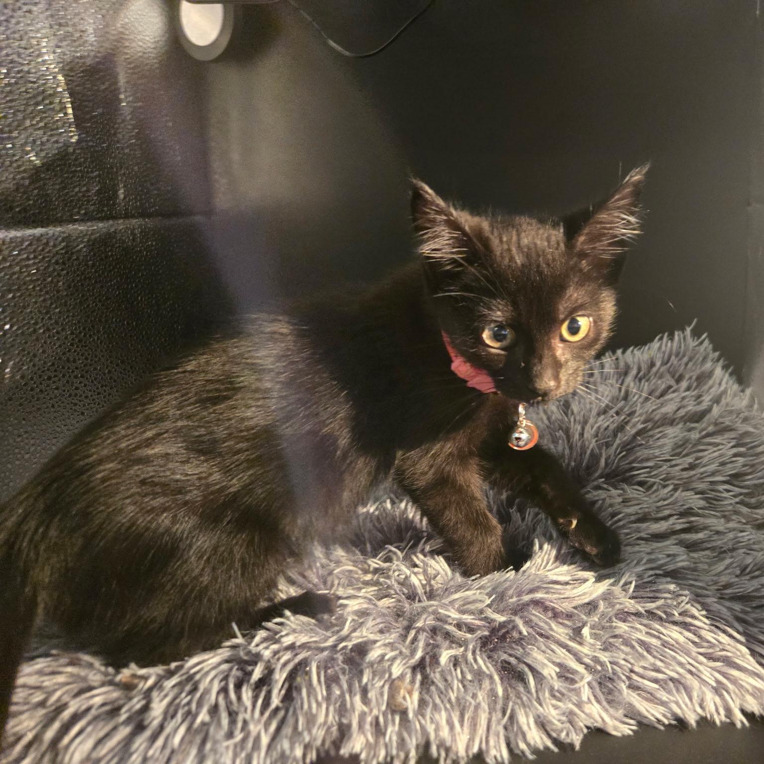 Enlarge Binx, an adopted mixed breed in Houston, TX image 6/6