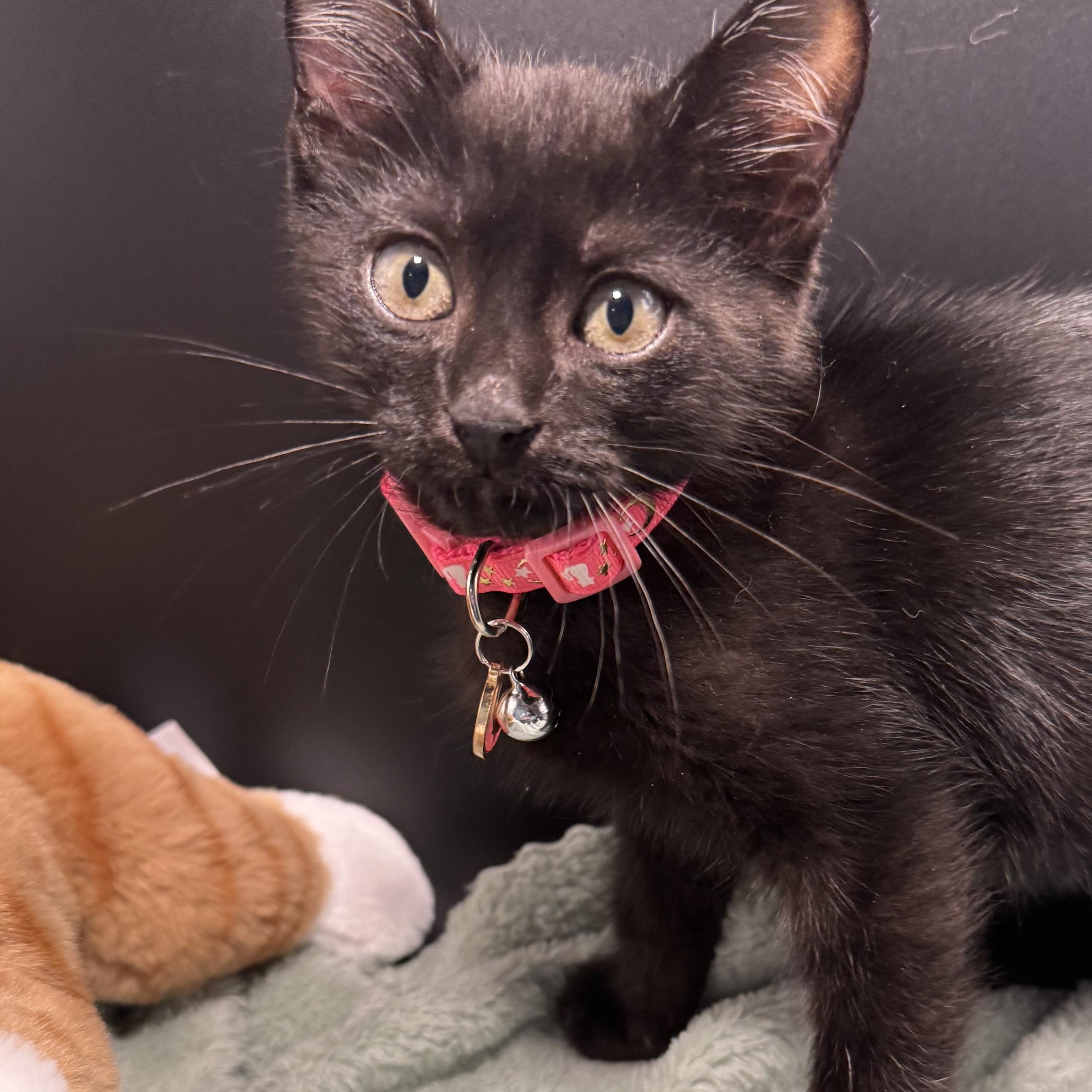 Enlarge Binx, an adopted mixed breed in Houston, TX image 2/6