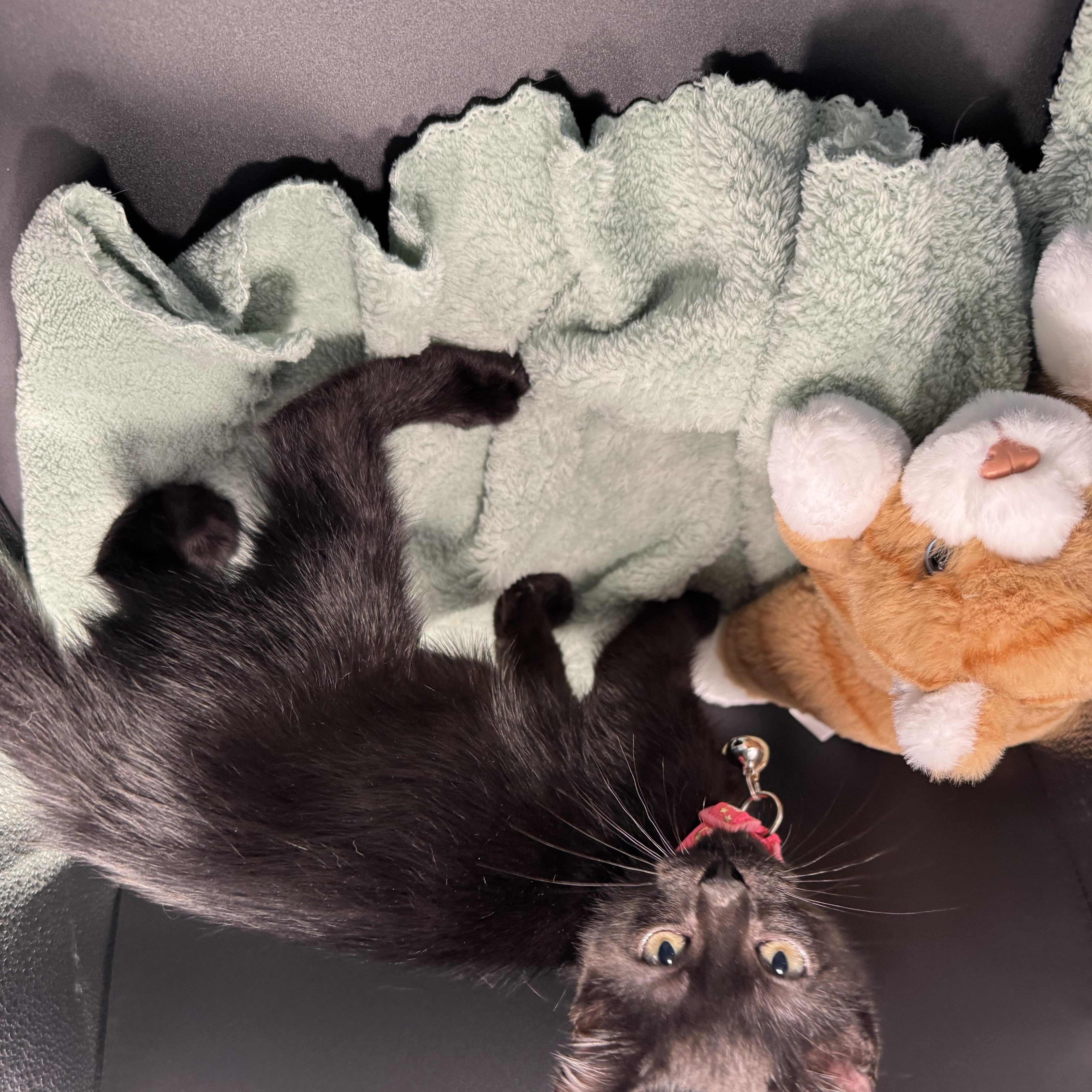 Enlarge Binx, an adopted mixed breed in Houston, TX image 5/6