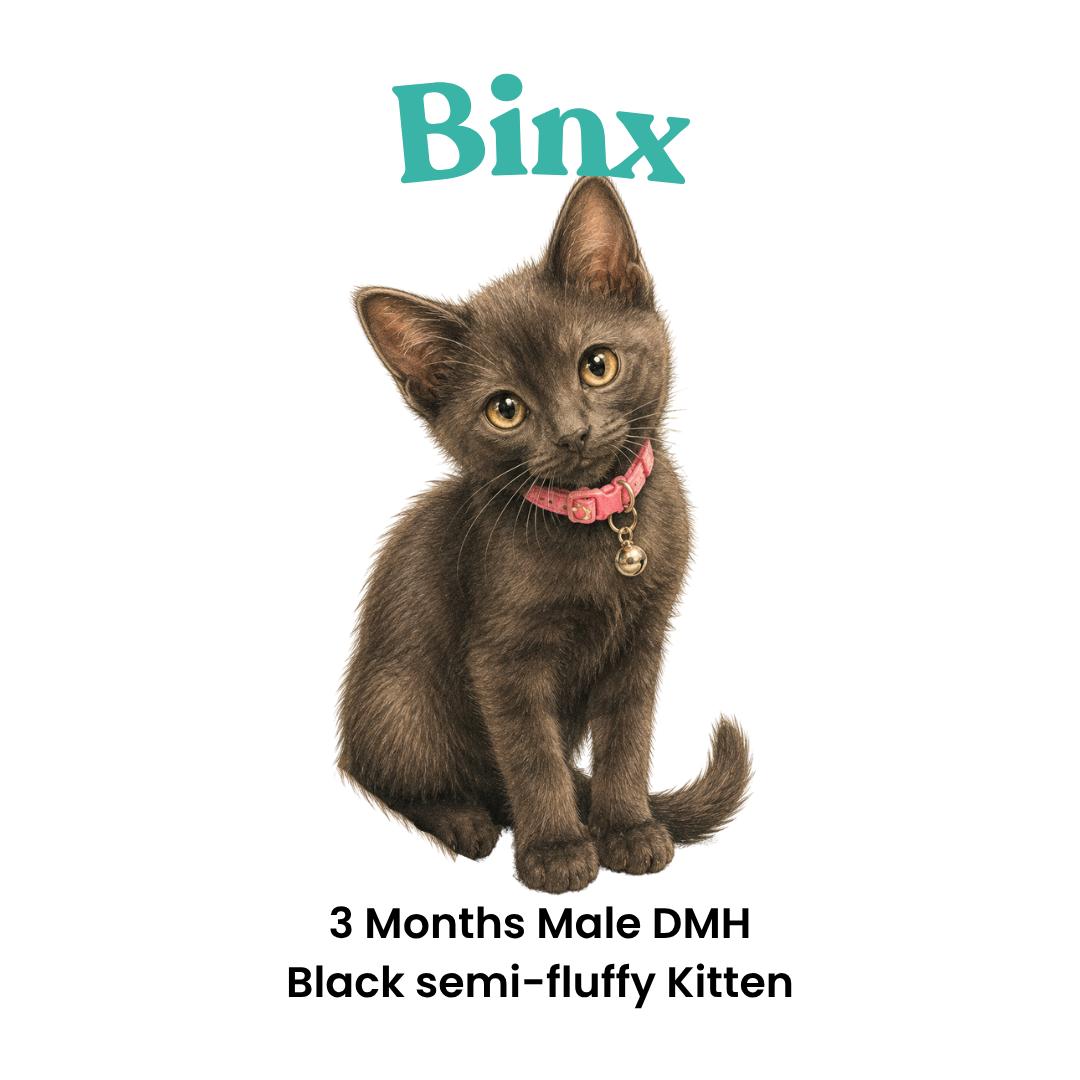 Enlarge Binx, an adopted mixed breed in Houston, TX image 3/6