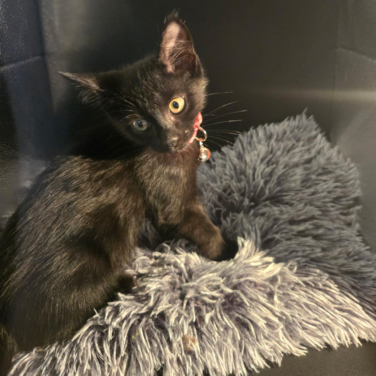 Enlarge Binx, an adopted mixed breed in Houston, TX image 4/6
