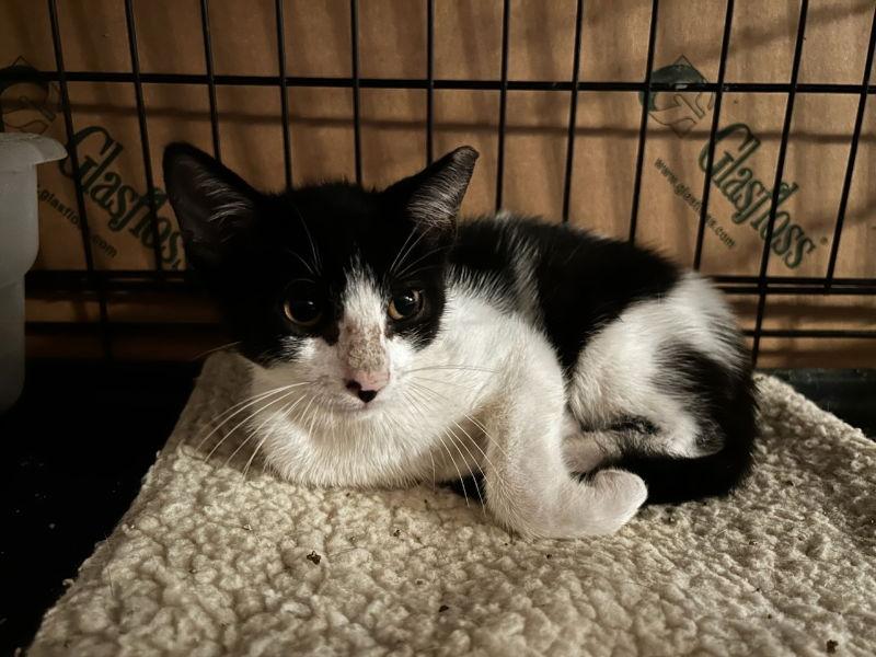 Ziva, Adoptable, Adult Female Domestic Short Hair & Tuxedo.