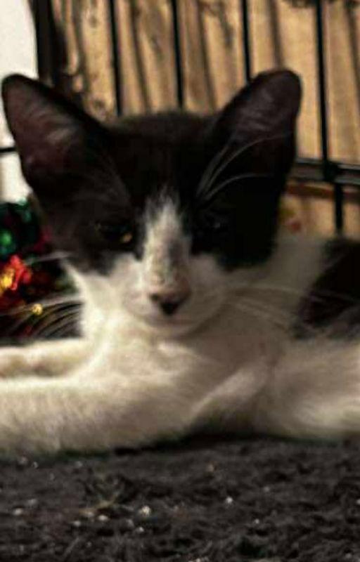 Enlarge Ziva, a Adoptable mixed breed in Pineville, LA image 2/3