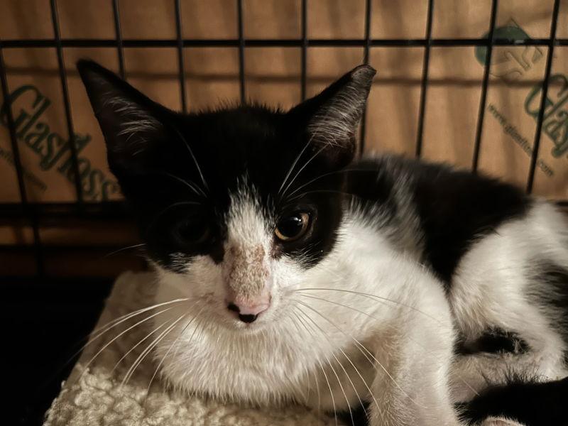 Enlarge Ziva, a Adoptable mixed breed in Pineville, LA image 3/3