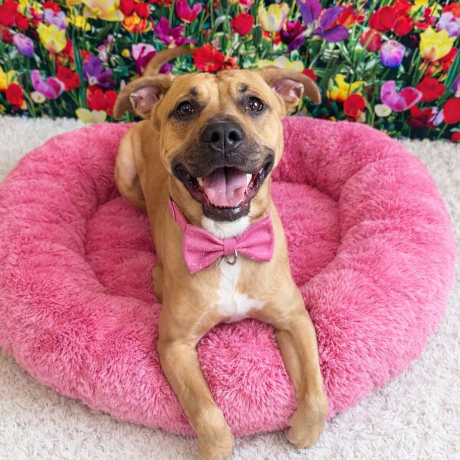 Reya, Adoptable, Adult Female Mixed Breed & Mixed Breed.