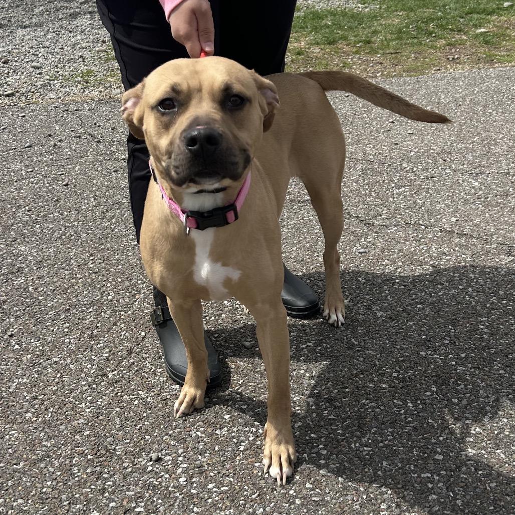 Enlarge Reya, a Adoptable mixed breed in Binghamton, NY image 2/3