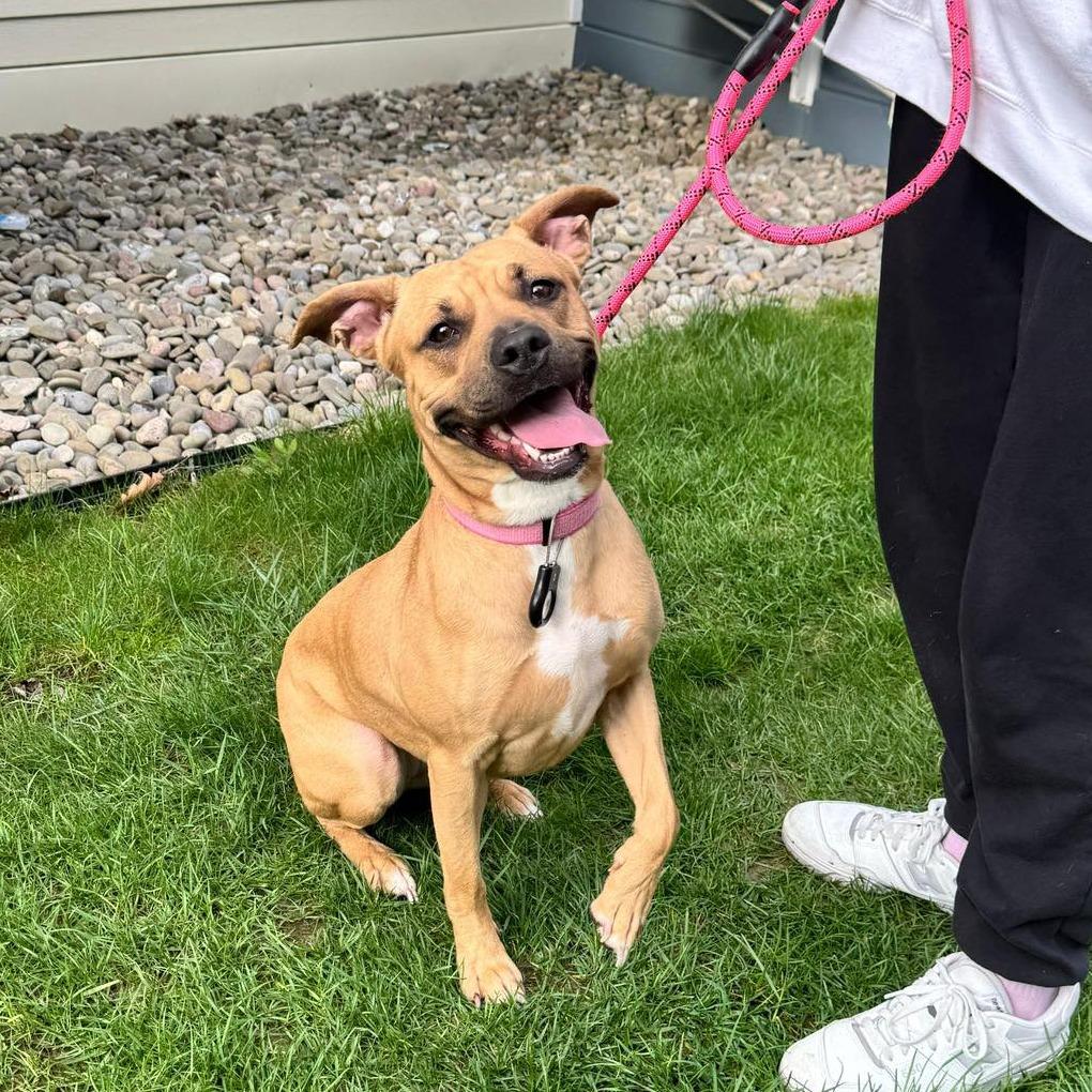 Enlarge Reya, a Adoptable mixed breed in Binghamton, NY image 3/3