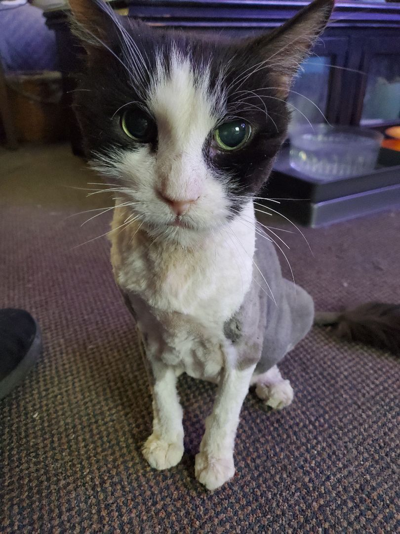 Puff, a Adopted Tuxedo in HENDERSON, TX image 1/8