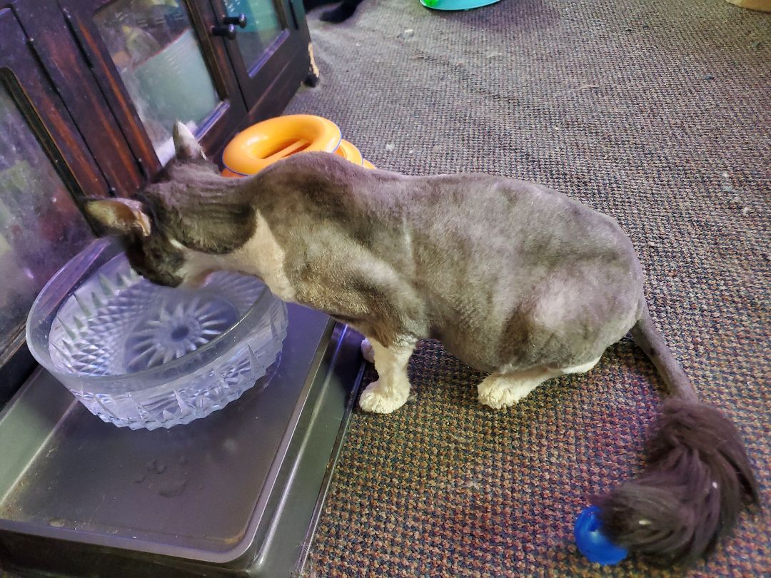 Puff, a Adopted Tuxedo in HENDERSON, TX image 2/8