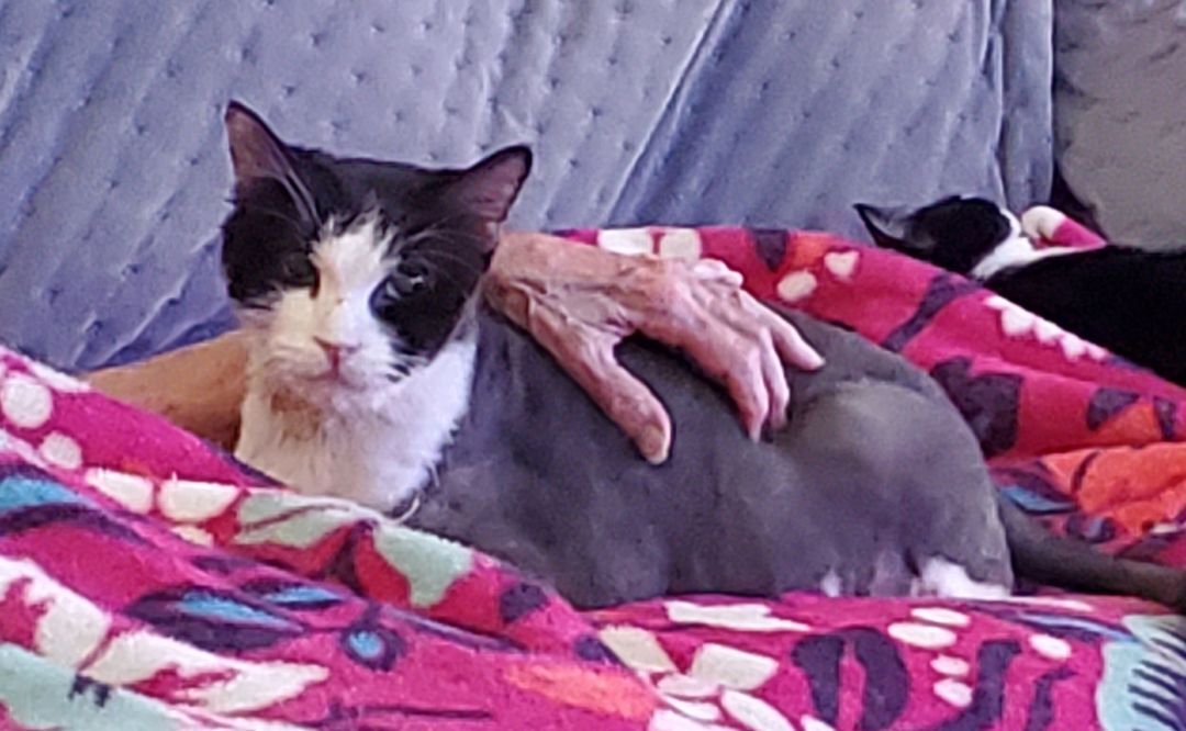 Puff, a Adopted Tuxedo in HENDERSON, TX image 3/8