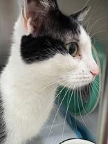 Enlarge Aspen, a ADOPTABLE Domestic Short Hair in Whitby, ON image 1/3