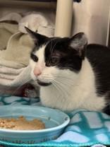 Enlarge Aspen, a ADOPTABLE Domestic Short Hair in Whitby, ON image 2/3