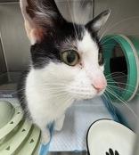 Enlarge Aspen, a ADOPTABLE Domestic Short Hair in Whitby, ON image 3/3