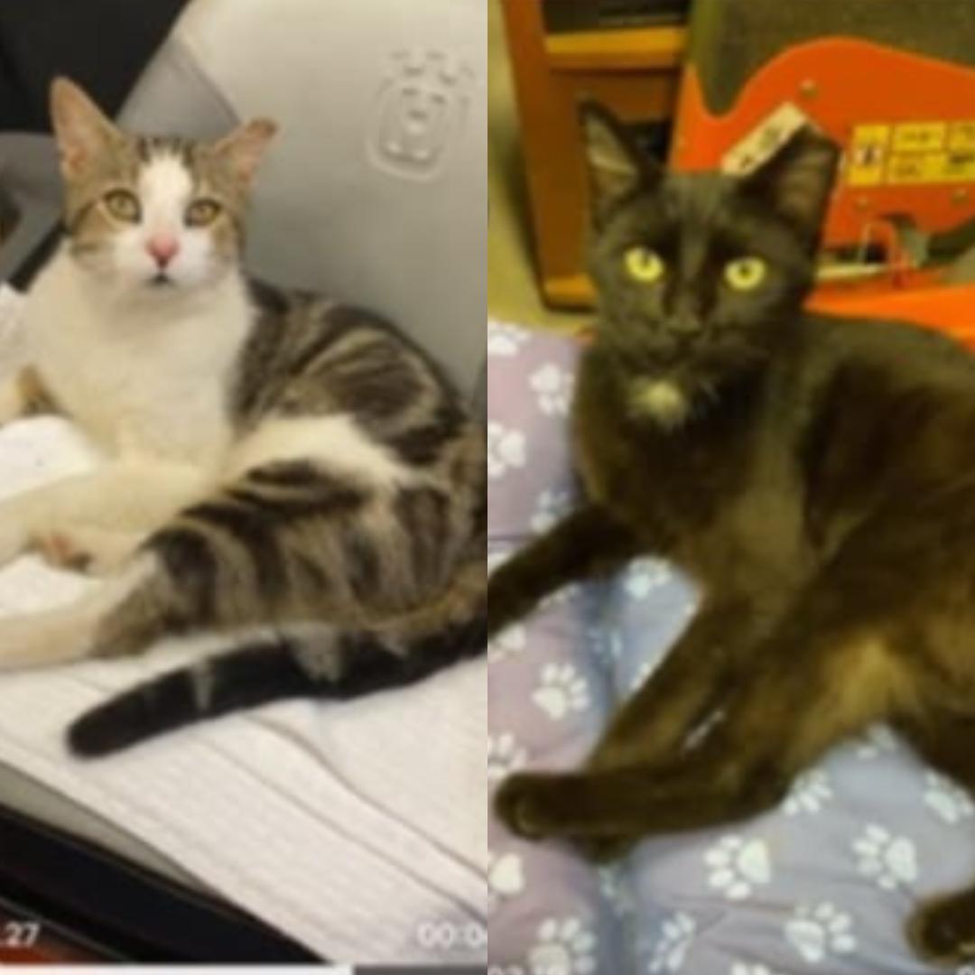 Enlarge Buddy and LillyAnn (Bonded Pair), a Adoptable Domestic Short Hair in Vine Grove, KY image 1/4
