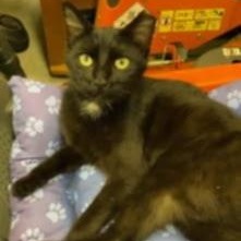 Enlarge Buddy and LillyAnn (Bonded Pair), a Adoptable Domestic Short Hair in Vine Grove, KY image 3/4